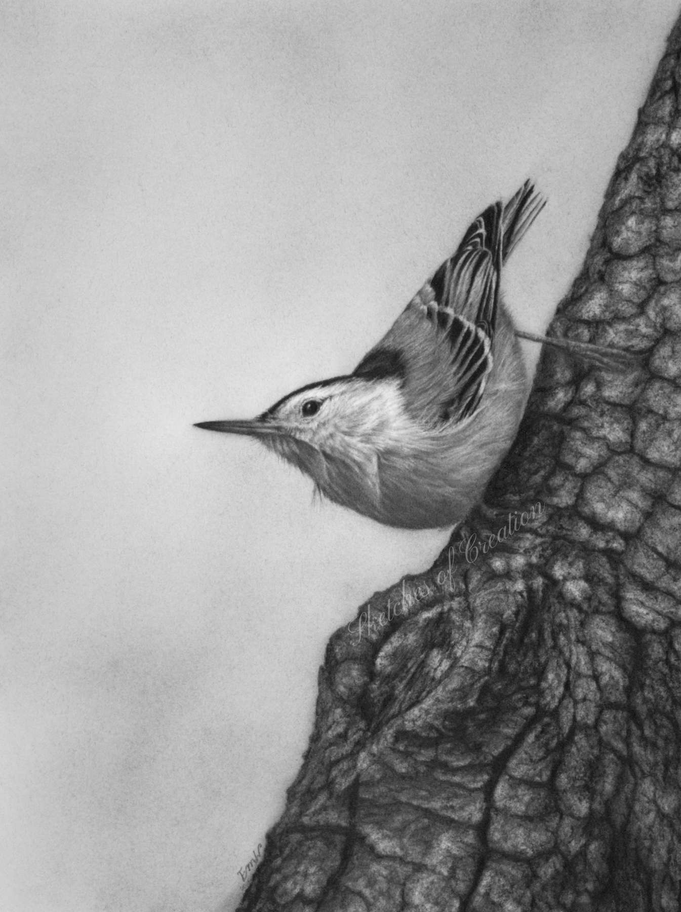 A drawing of an upside down nuthatch on a tree