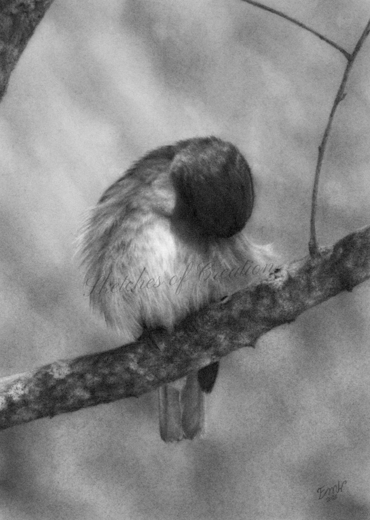 A drawing of a fluffy bluebird preening